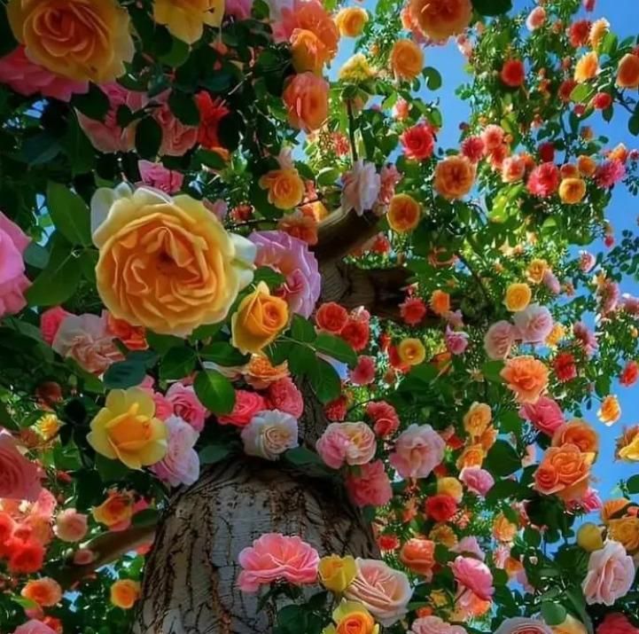 Rainbow Rose Seeds with Free Plant Growth Serum Pack of 2